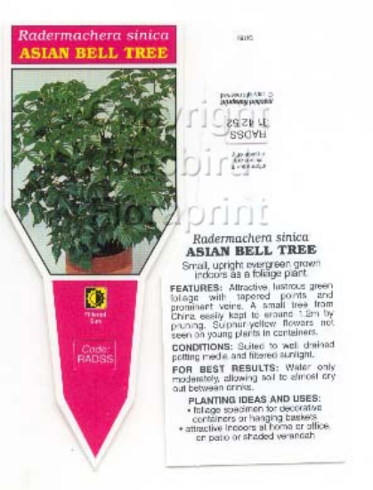 Picture of RADERMACHERA SINICA ASIAN BELL TREE                                                                                                                   