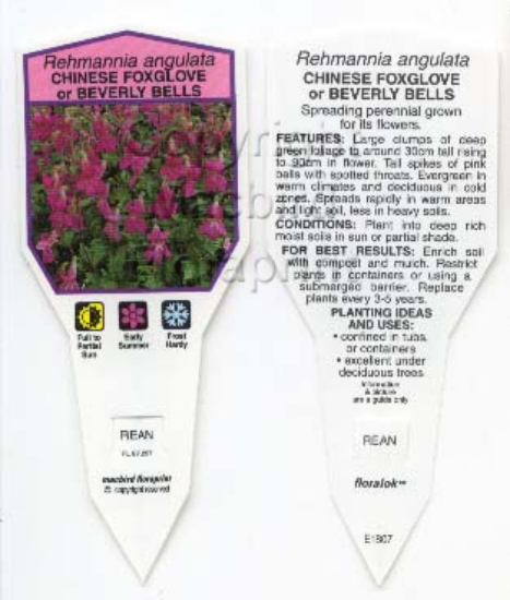 Picture of REHMANNIA ANGULATA CHINESE FOXGLOVE                                                                                                                   