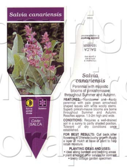 Picture of SALVIA CANARIENSIS                                                                                                                                    