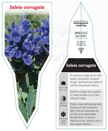 Picture of SALVIA CORRUGATA RIBBED SAGE                                                                                                                          