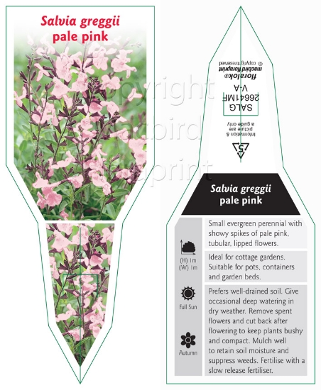 Picture of SALVIA GREGGII PALE PINK                                                                                                                              