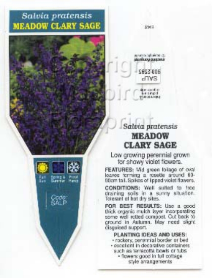 Picture of SALVIA PRATENSIS MEADOW CLARY SAGE                                                                                                                    