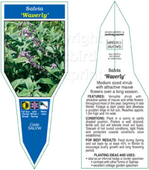 Picture of SALVIA WAVERLY                                                                                                                                        