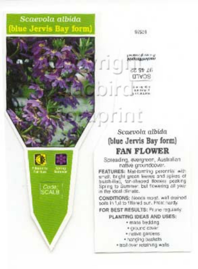 Picture of SCAEVOLA ALBIDA BLUE JERVIS BAY                                                                                                                       