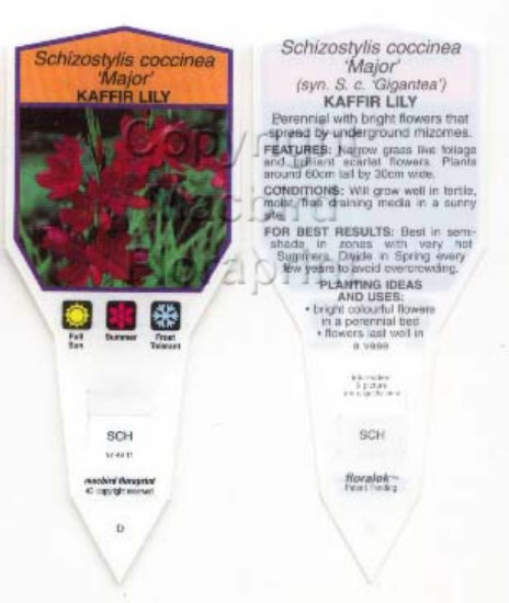 Picture of SCHIZOSTYLIS COCCINEA MAJOR KAFFIR LILY                                                                                                               