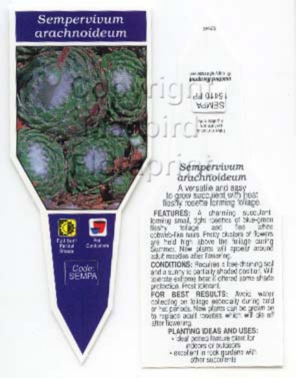 Picture of SUCCULENT SEMPERVIVUM ARACHNOIDEUM                                                                                                                    