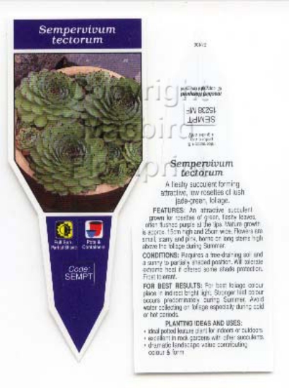 Picture of SUCCULENT SEMPERVIVUM TECTORUM                                                                                                                        