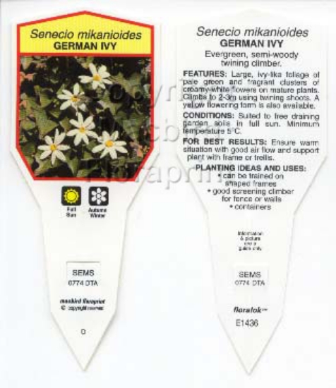 Picture of SENECIO MIKANIODES GERMAN IVY                                                                                                                         