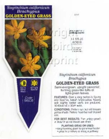 Picture of SISYRINCHIUM CALIFORNICUM BRACHYPUS GOLDEN                                                                                                            