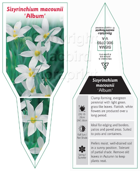 Picture of SISYRINCHIUM MACOUNII ALBUM                                                                                                                           