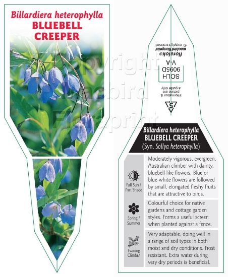 Picture of BILLARDIERA HETEROPHYLLA BLUEBELL CREEPER                                                                                                             