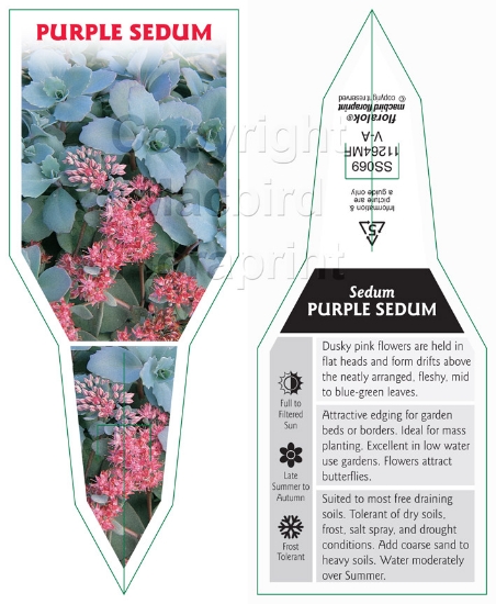 Picture of SUCCULENT SEDUM PURPLE                                                                                                                                