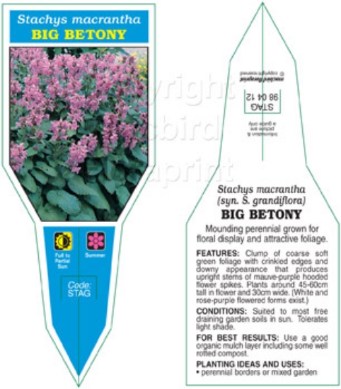 Picture of STACHYS MACRANTHA BIG BETONY                                                                                                                          