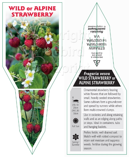 Picture of FRUIT STRAWBERRY WILD OR ALPINE                                                                                                                       