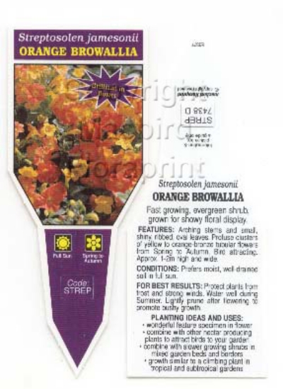 Picture of STREPTOSOLEN JAMESONII ORANGE BROWELLIA                                                                                                               