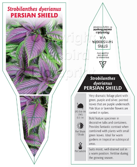 Picture of STROBILANTHES DYERIANUS                                                                                                                               