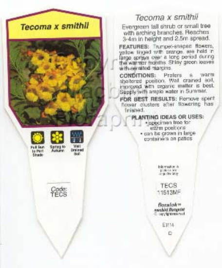 Picture of TECOMA SMITHII                                                                                                                                        