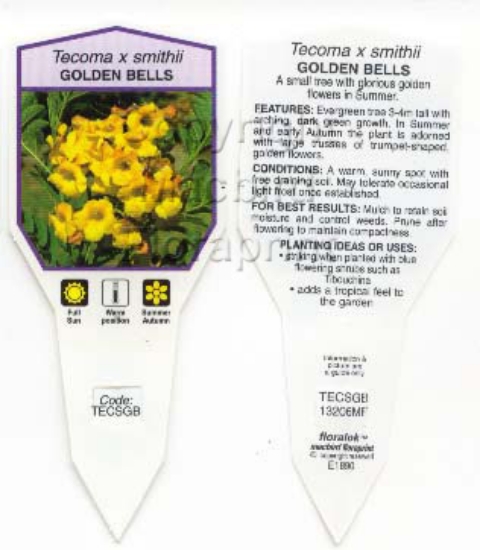 Picture of TECOMA X SMITHII GOLDEN BELLS                                                                                                                         