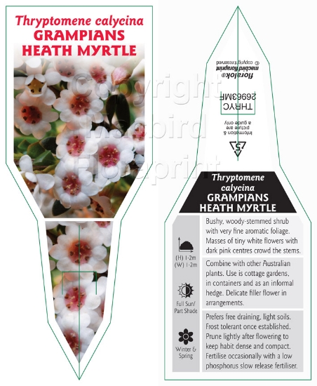 Picture of THRYPTOMENE CALYCINA GRAMPIANS HEATH MYRTLE                                                                                                           