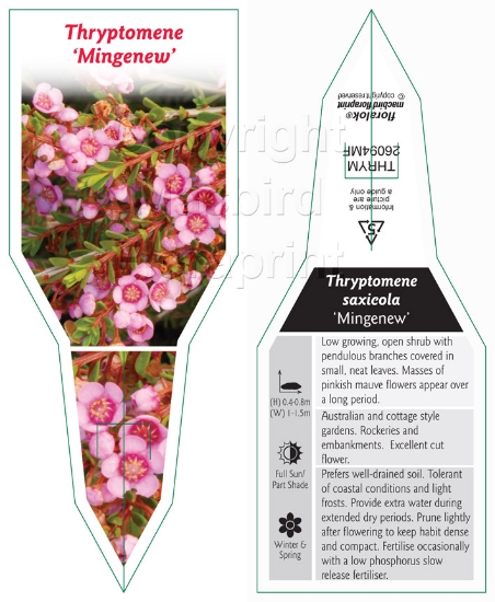 Picture of THRYPTOMENE SAXICOLA MINGENEW                                                                                                                         