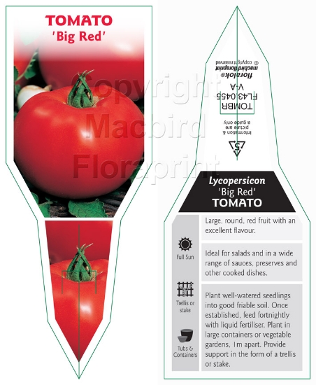 Picture of VEGETABLE TOMATO BIG RED (Lycopersicon esculentum)                                                                                                    
