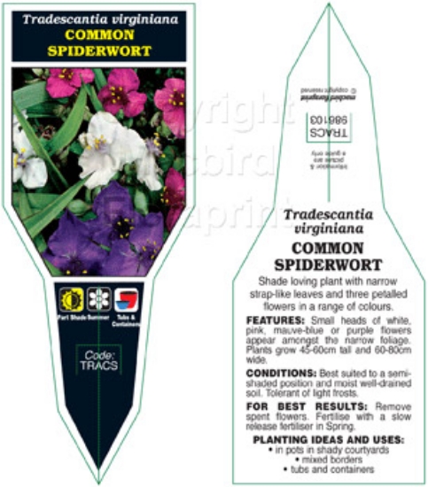 Picture of TRADESCANTIA VIRGINIANA COMMON SPIDERWORT                                                                                                             