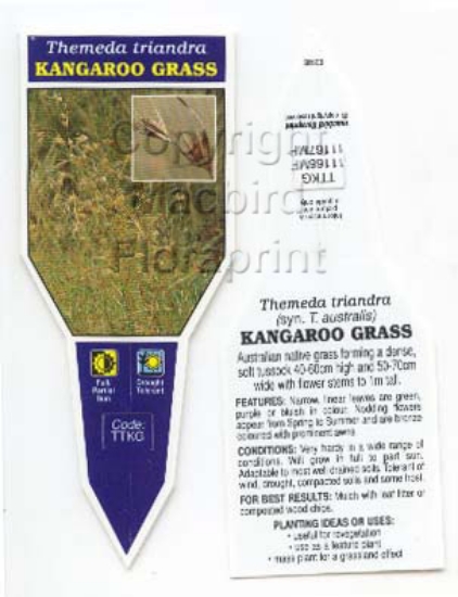 Picture of THEMEDA TRIANDRA KANGAROO GRASS                                                                                                                       