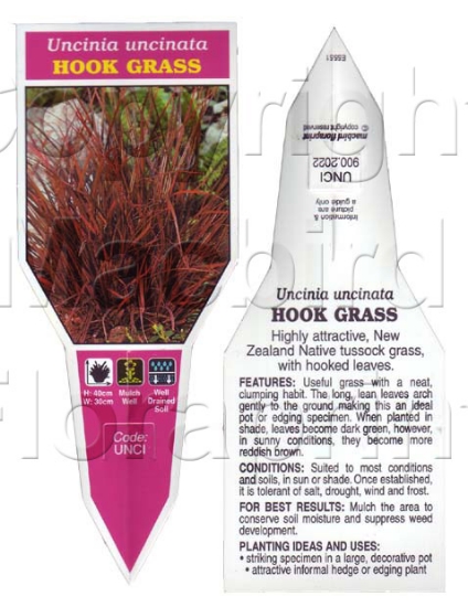 Picture of UNCINIA UNCINATA HOOK GRASS                                                                                                                           