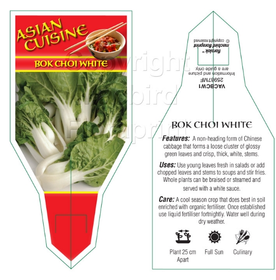 Picture of VEGETABLE BOK CHOI WHITE (Brassica chinensis)                                                                                                         