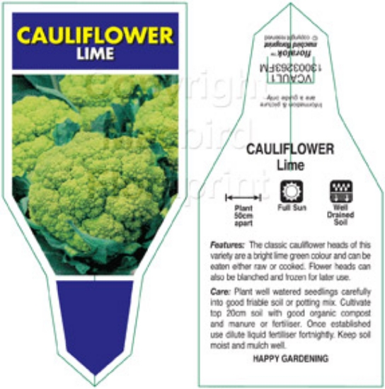 Picture of VEGETABLE CAULIFLOWER LIME (Brassica botrytis)                                                                                                        