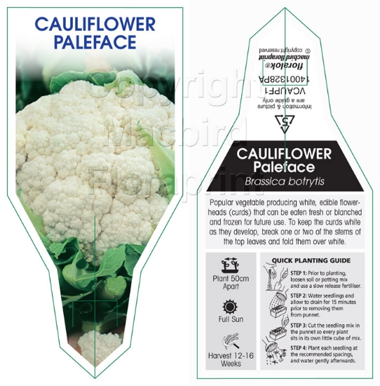 Picture of VEGETABLE CAULIFLOWER PALEFACE (Brassica botrytis)                                                                                                    