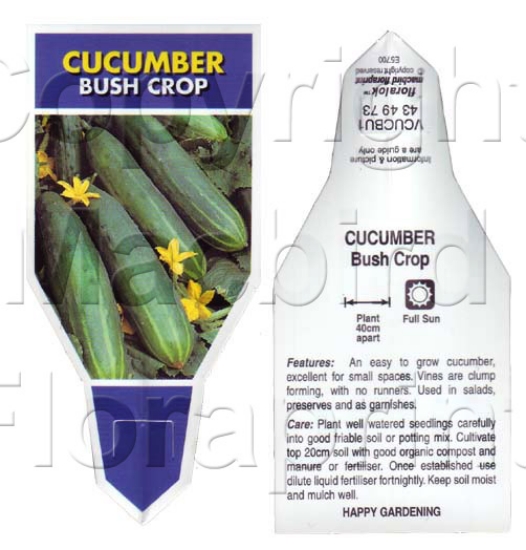 Picture of VEGETABLE CUCUMBER BUSH CROP (Cucumis sativus)                                                                                                        