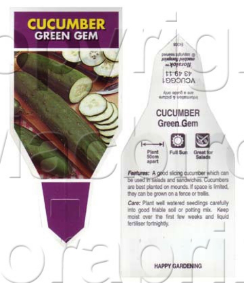 Picture of VEGETABLE CUCUMBER GREEN GEM (Cucumis sativus)                                                                                                        