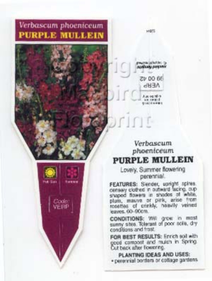 Picture of VERBASCUM PHOENICEUM                                                                                                                                  