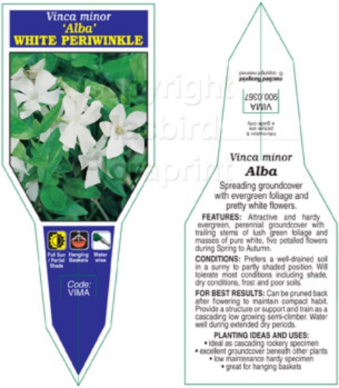 Picture of VINCA MINOR ALBA WHITE PERIWINKLE                                                                                                                     