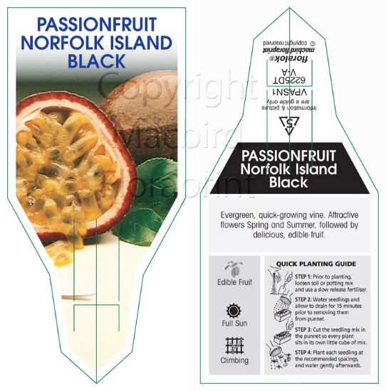 Picture of FRUIT PASSIONFRUIT NORFOLK ISLAND BLACK                                                                                                               
