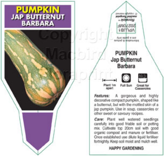 Picture of VEGETABLE PUMPKIN JAP BUTTERNUT BARBARA (Cucurbita maxima)                                                                                            