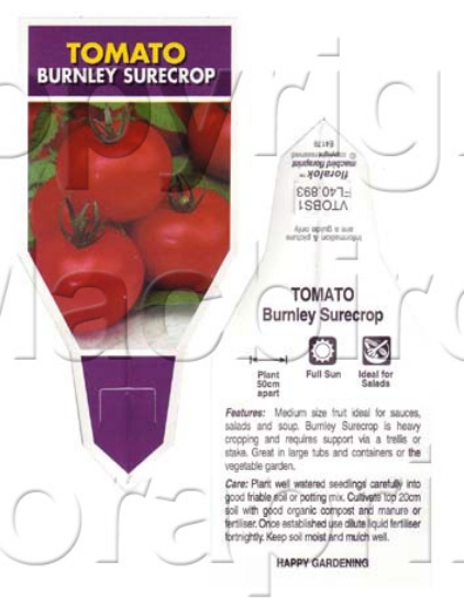 Picture of VEGETABLE TOMATO BURNLEY SURECROP (Lycopersicon esculentum)                                                                                           