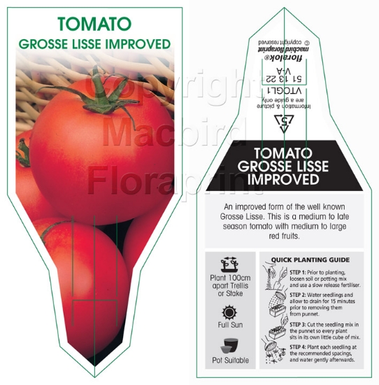 Picture of VEGETABLE TOMATO GROSSE LISSE IMPROVED (Lycopersicon esculentum)                                                                                      