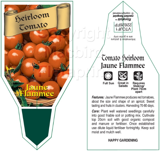 Picture of VEGETABLE TOMATO HEIRLOOM JAUNE FLAMMEE (Lycopersicon esculentum)                                                                                     