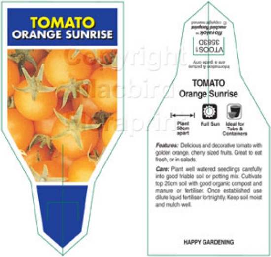 Picture of VEGETABLE TOMATO ORANGE SUNRISE (Lycopersicon esculentum)                                                                                             