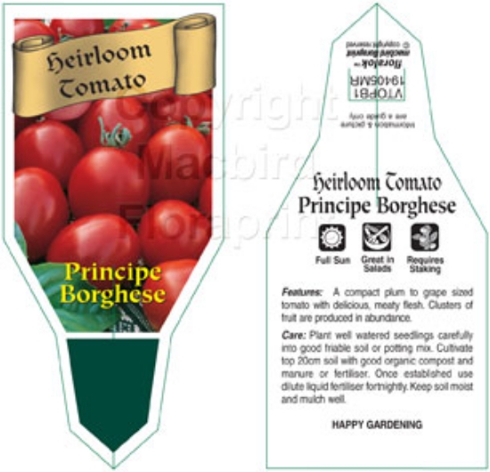 Picture of VEGETABLE TOMATO HEIRLOOM PRINCIPE BORGHESE (Lycopersicon esculentum)                                                                                 