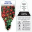 Picture of VEGETABLE TOMATO SWEET 100 (Lycopersicon esculentum)                                                                                                  