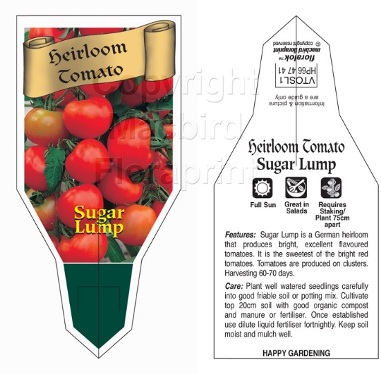 Picture of VEGETABLE TOMATO HEIRLOOM SUGAR LUMP (Lycopersicon esculentum)                                                                                        