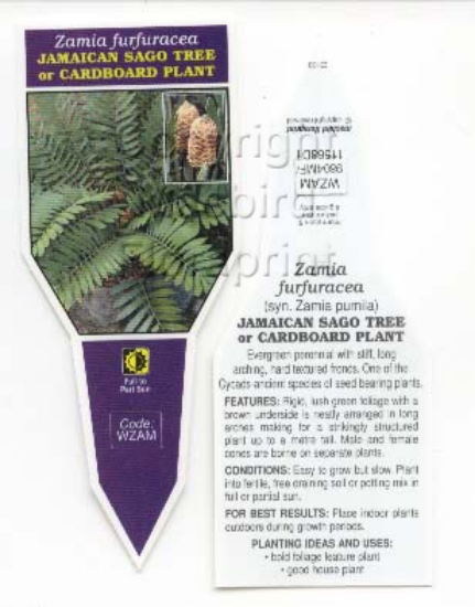 Picture of ZAMIA FURFURACEA JAMAICAN SAGO TREE (SYN Z. PUMILA                                                                                                    