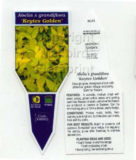 Picture of ABELIA GRANDIFLORA KEYTES GOLDEN                                                                                                                      