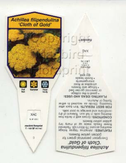 Picture of ACHILLEA FILIPENDULINA CLOTH OF GOLD                                                                                                                  