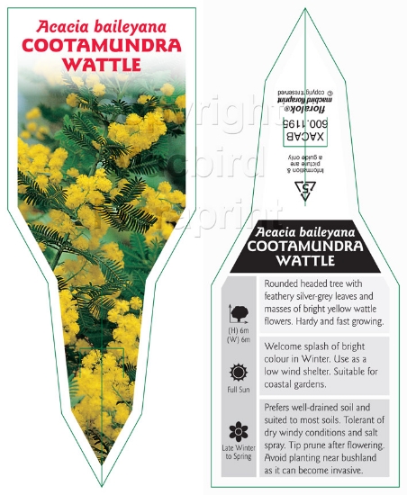 Picture of ACACIA BAILEYANA COOTAMUNDRA WATTLE                                                                                                                   