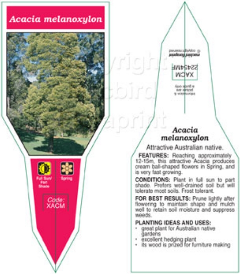 Picture of ACACIA MELANOXYLON                                                                                                                                    