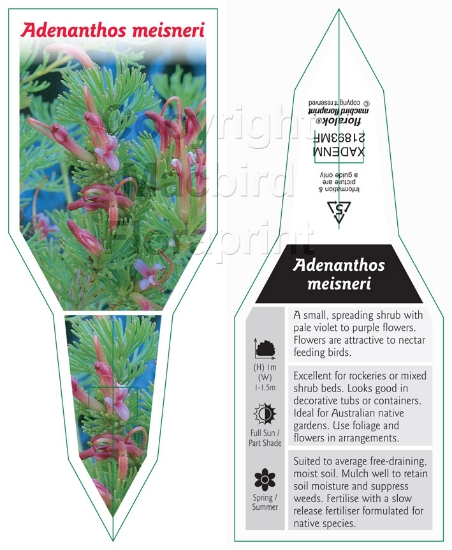 Picture of ADENANTHOS MEISNERI                                                                                                                                   